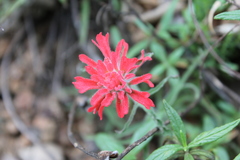 Castilleja affinis