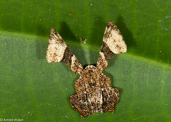 Monobolodes pernigrata