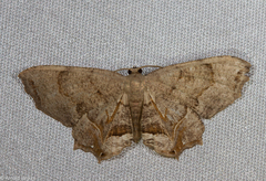 Dysaethria fulvihamata