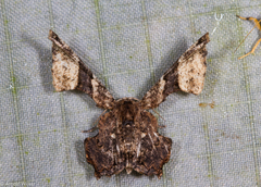 Monobolodes pernigrata