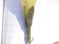 Ipomoea teotitlanica