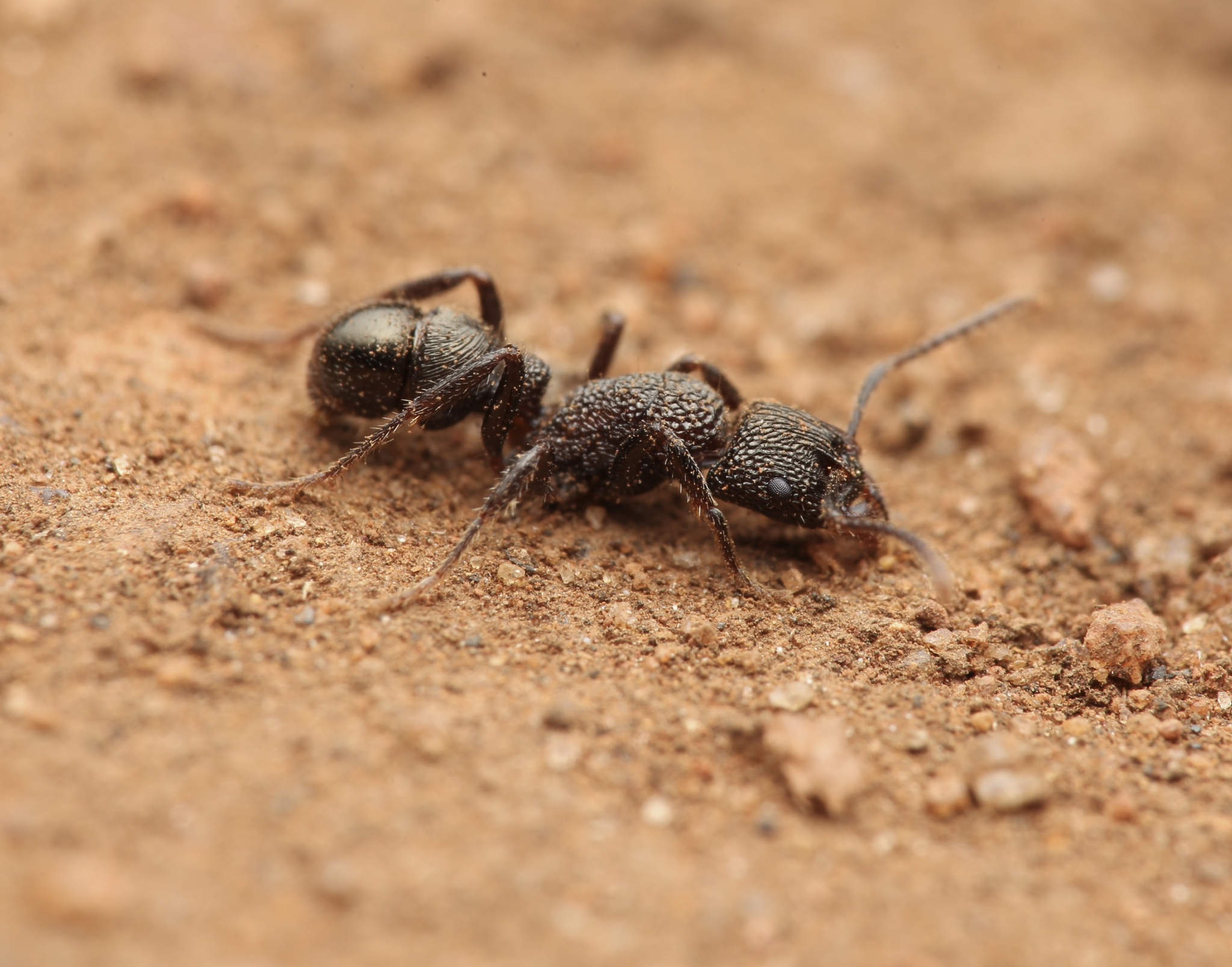 Rhytidoponera inornata
