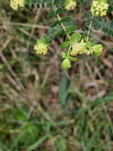 Image of Pimelea flava by (c) ianrainbow, some rights reserved (CC BY)
