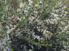 Olearia solandri
