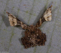 Monobolodes pernigrata