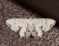 Dysaethria plicata