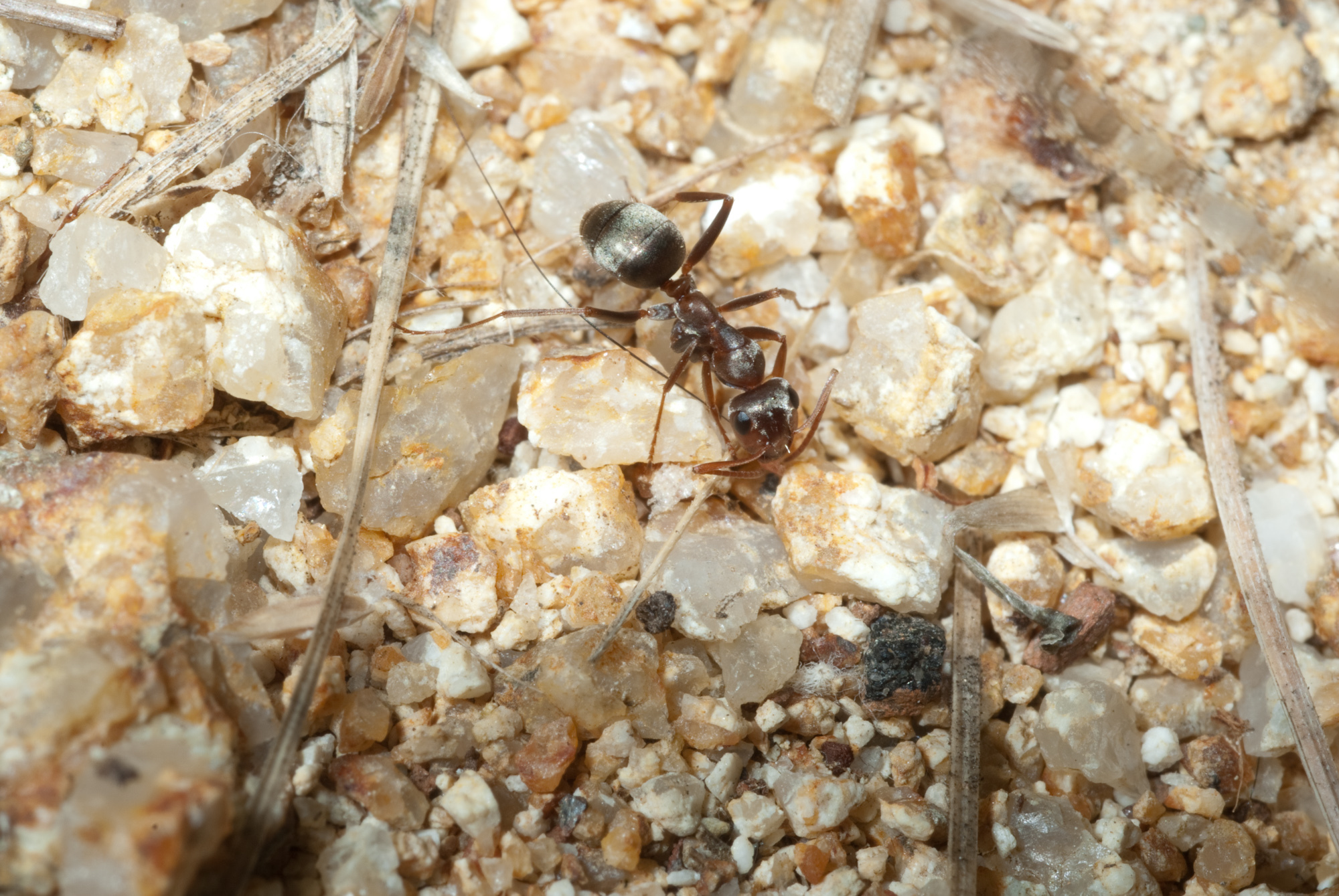 Formica aerata