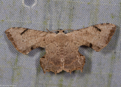 Dysaethria quadricaudata