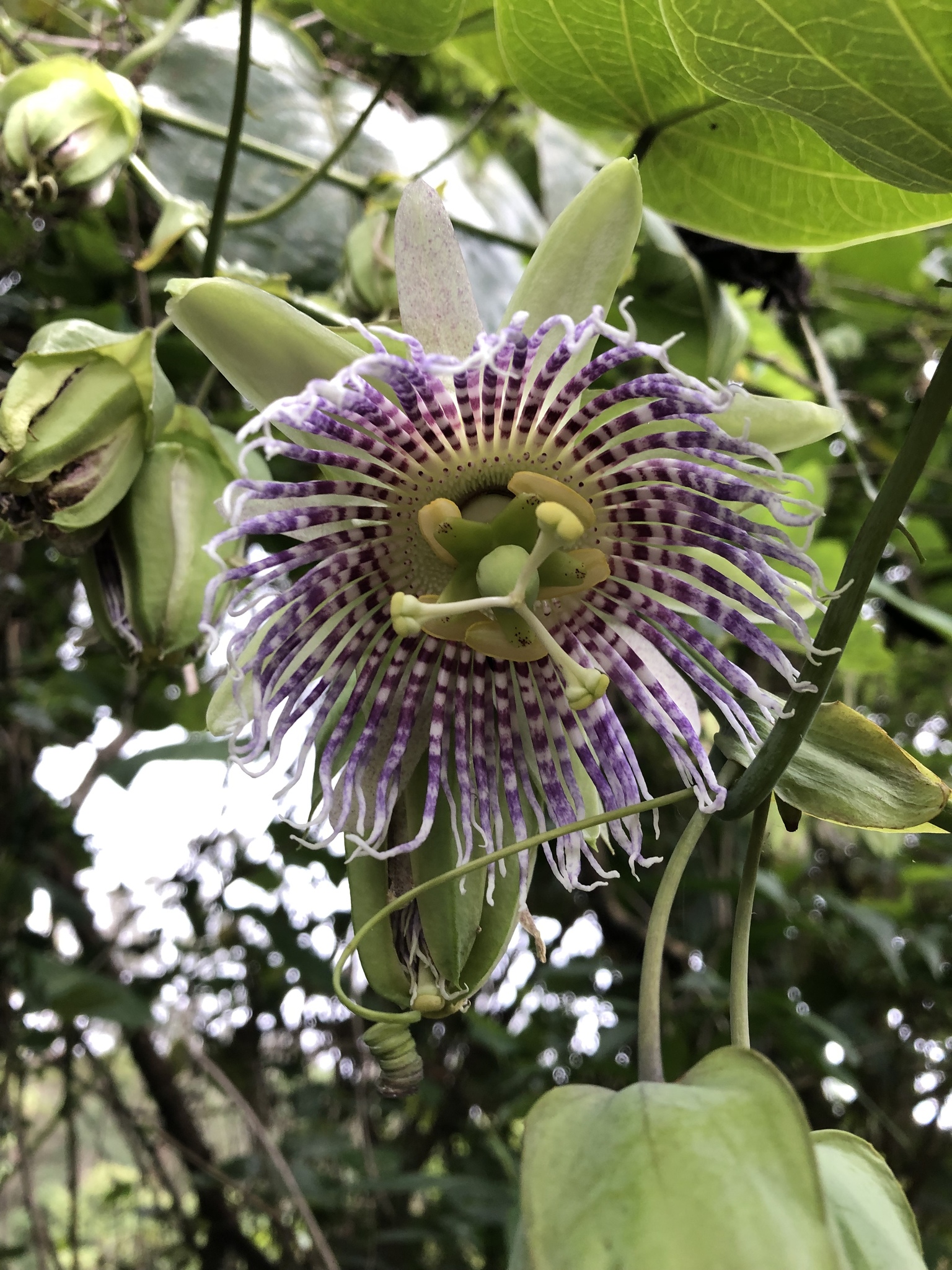 Passiflora ligularis image