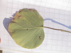 Ipomoea teotitlanica