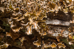 Tuckermanopsis chlorophylla