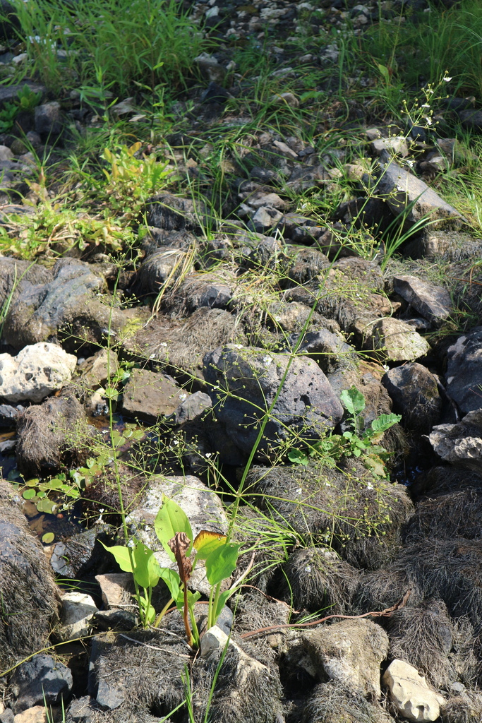 European Water Plantain From   Large 