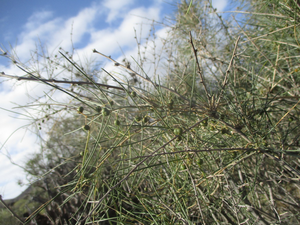 Esparraguera