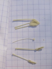 Ipomoea teotitlanica