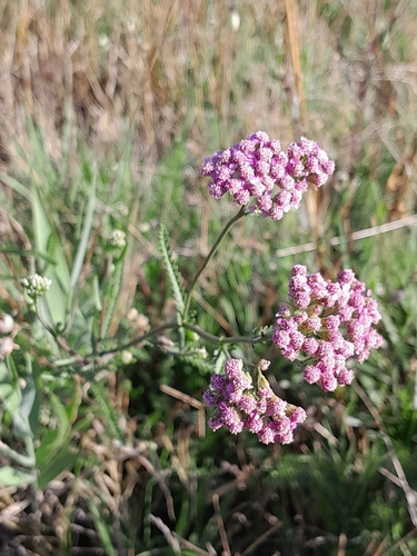 Achillea aspleniifolia (Achillea aspleniifolia)