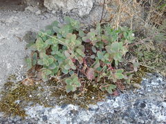 Hylotelephium maximum ruprechtii