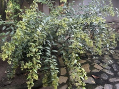 Cestrum nocturnum image