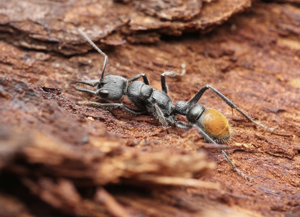 Myrmecia michaelseni from Margaret River WA 6285, Australia on May 3