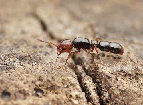 Lioponera gilesiLioponera gilesi