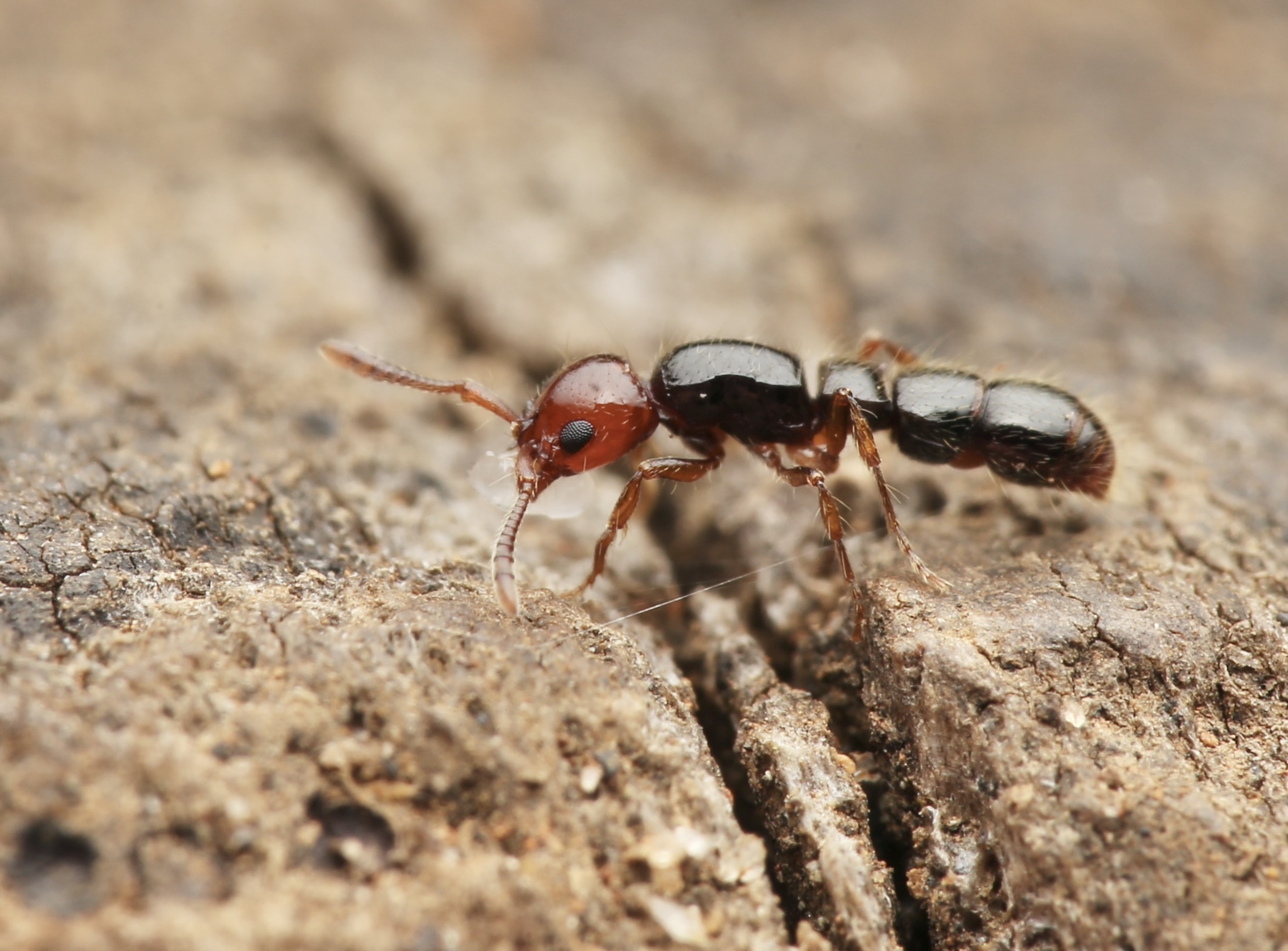 Lioponera gilesi