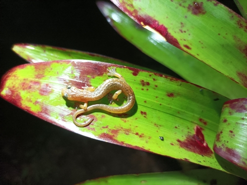Common Splayfoot Salamander, Chiropterotriton chiropterus