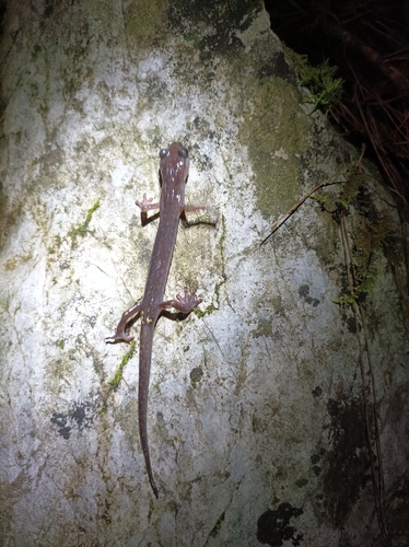 Jaguar Salamander