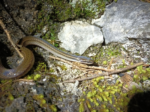 Forbes' Graceful Brown Snake
