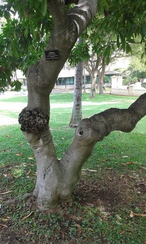 Cerbera manghas