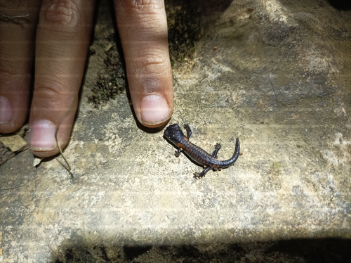 Giant False Brook Salamander, Isthmura gigantea