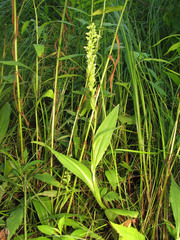 Platanthera flava herbiola