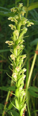 Platanthera flava herbiola