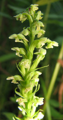 Platanthera flava herbiola