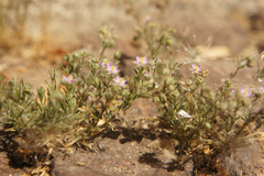 Spergularia rubra