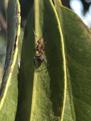 Camponotus rectangularis