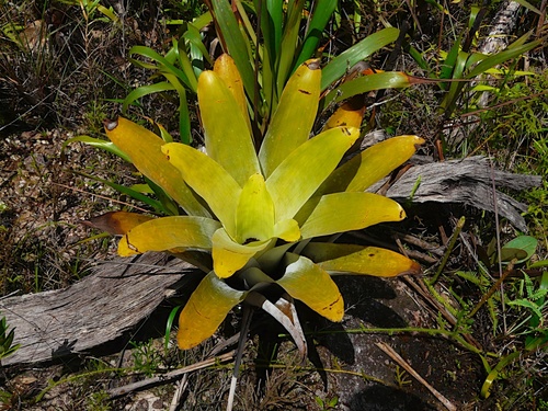 Brocchinia tatei, photograph 2