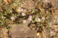 Spergularia rubra