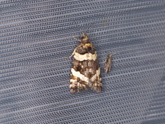 Asthenoptycha