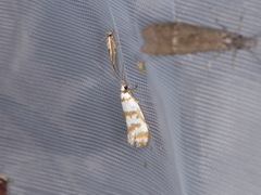 Philobota impletella