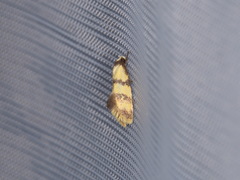 Psaroxantha basilica