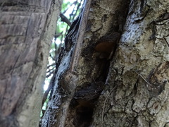 Phylloporia