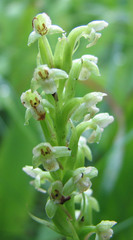 Platanthera flava herbiola