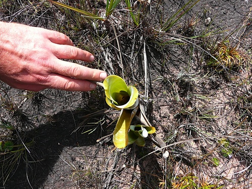 Carnivorous Bromeliad (Brocchinia reducta)