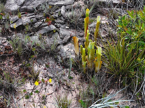 Image of Brocchinia reducta by (c) Steven Bodzin, some rights reserved (CC BY)