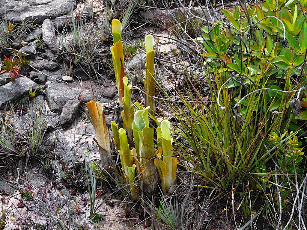 Brocchinia — Brocchinia reducta