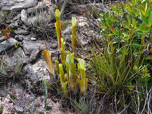 Image of Carnivorous Bromeliad (Brocchinia reducta) by (c) Steven Bodzin, some rights reserved (CC BY)