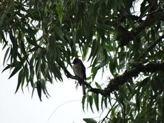 Contopus fumigatus