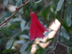 Lapageria rosea
