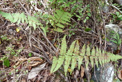 Hypolepis rufobarbata