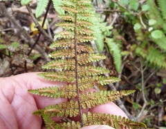 Hypolepis rufobarbata