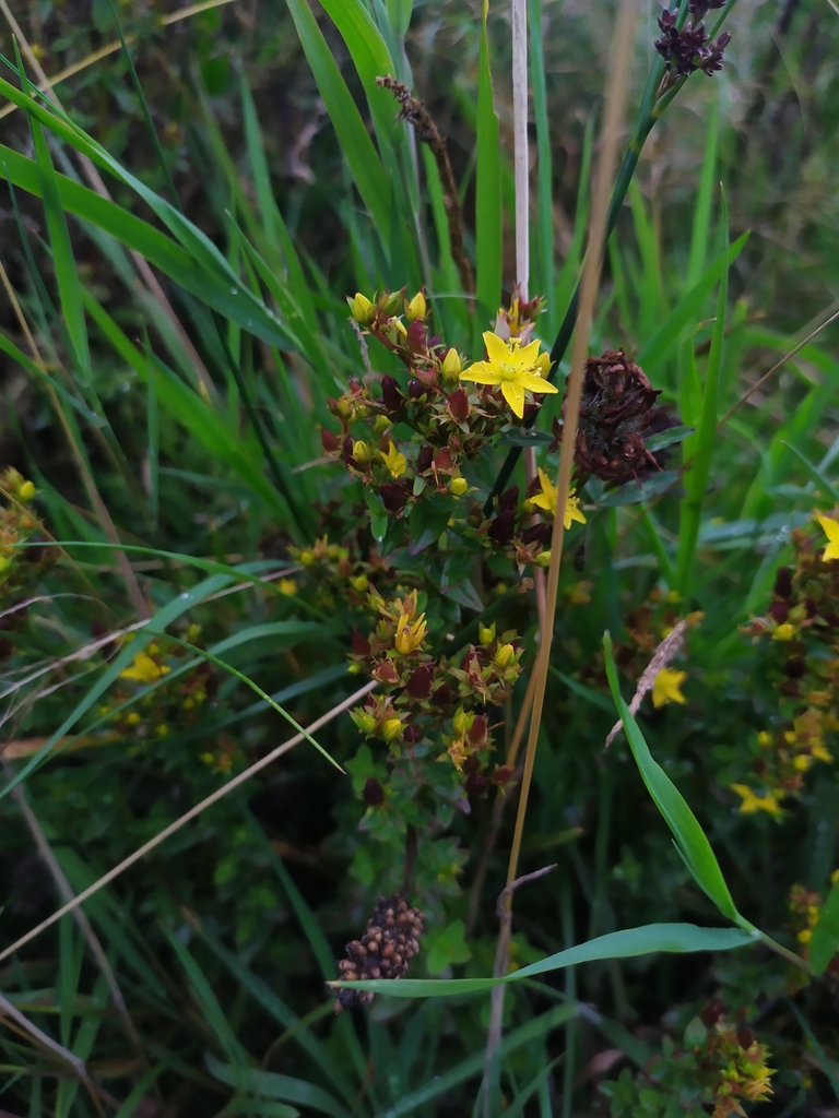 Peterwort (Hypericum tetrapterum)